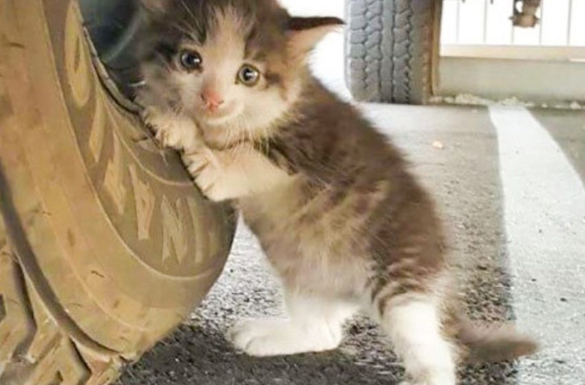  Tuvo suerte: el pequeño gatito encontrado debajo del auto finalmente encontró su felicidad