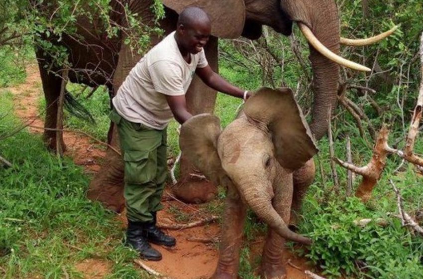  “Conoce a mi bebé elefante”: ¡una orgullosa madre elefante llevó a su cachorro a las personas que una vez la salvaron