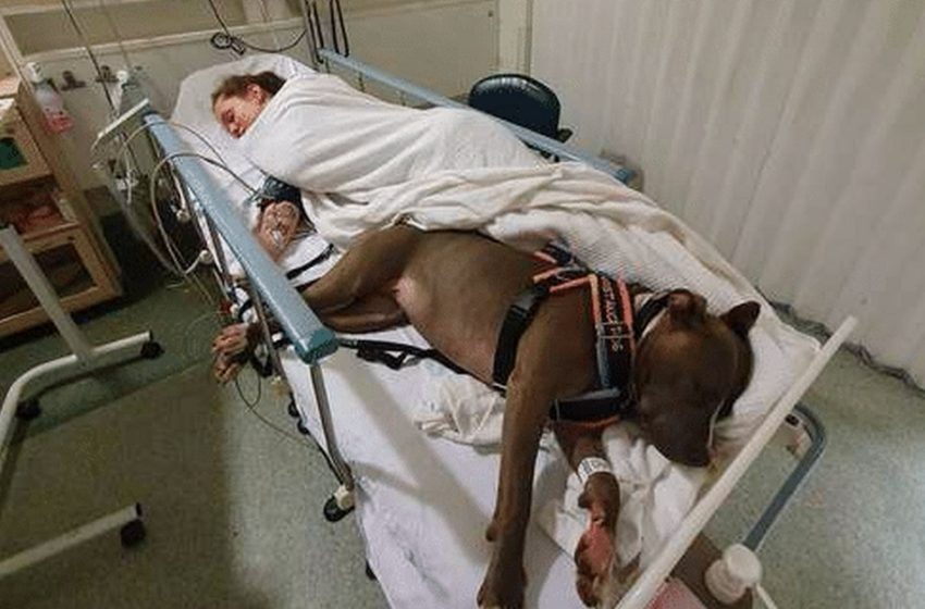  La fiel perra se quedó al lado de su dueña después de salvarle la vida. ¡El amor ilimitado se ve así!