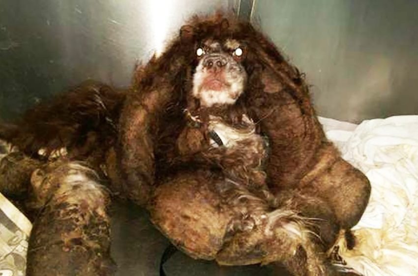 Los veterinarios cortaron casi 3 kg de pelo de este animal. Y luego quedó claro que este es un lindo spaniel.Charlize Theron, de 47 años, no divulga su vida personal.