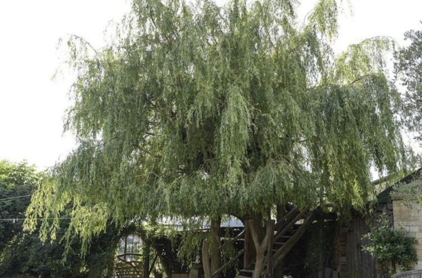  Increíble casa en el árbol: Un hombre construye un oasis de tranquilidad con vistas asombrosas