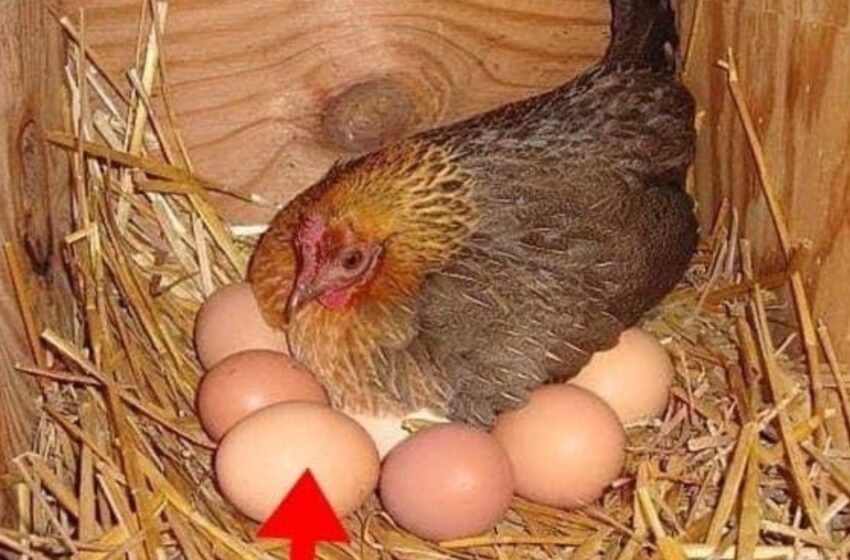 “Un granjero encontró un huevo grande debajo de una gallina”: ¡Lo que salió del huevo sorprendió a todos!