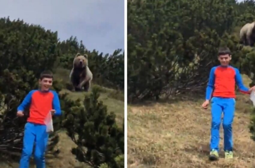 Un niño de 12 años se encontró con un oso en el bosque, pero sabía qué hacer: ¿cuál fue la reacción correcta que le salvó la vida?