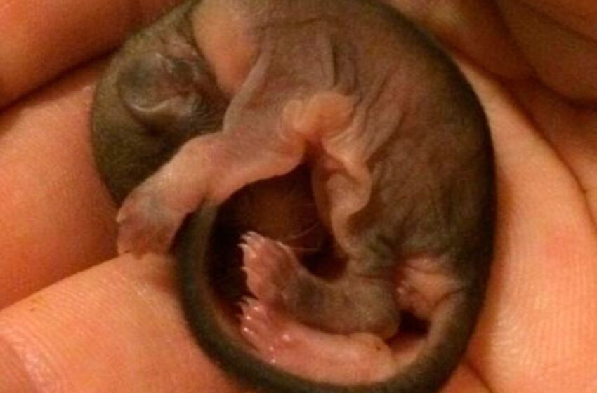  Un hombre salvó a una extraña cría de animal: ¡creció y se convirtió en un amigo divertido para su dueño!