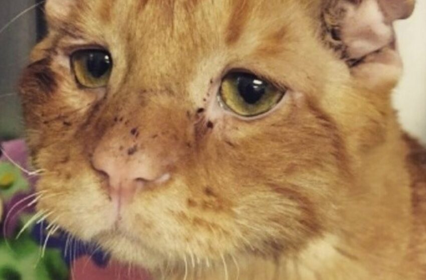 La Pareja Quería Adoptar un Gato y Eligieron al Más Triste y Desafortunado de Todos los Gatos: ¡El Animal Feliz Cambió Radicalmente en Cuestión de Horas!
