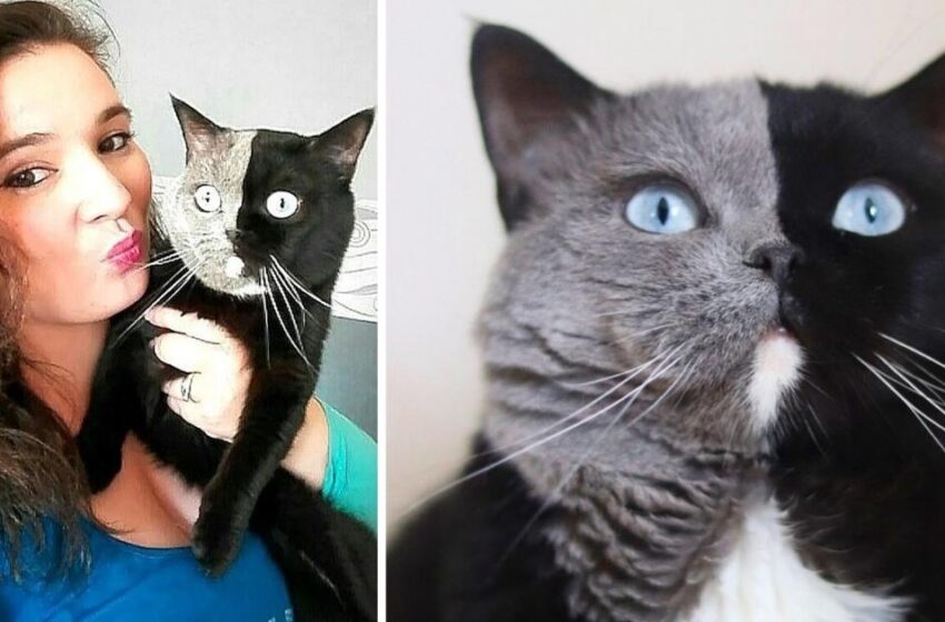 ¡Un Gato De Dos Caras Llamado Narnia Ya Tiene Gatitos: Las Fotos De Los Gatitos Sorprenden A Todos!