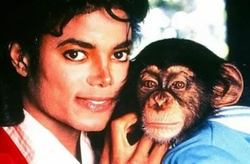  El chimpancé de Michael Jackson ya tiene 41 años: ¿Cómo se ve ahora Bubbles?