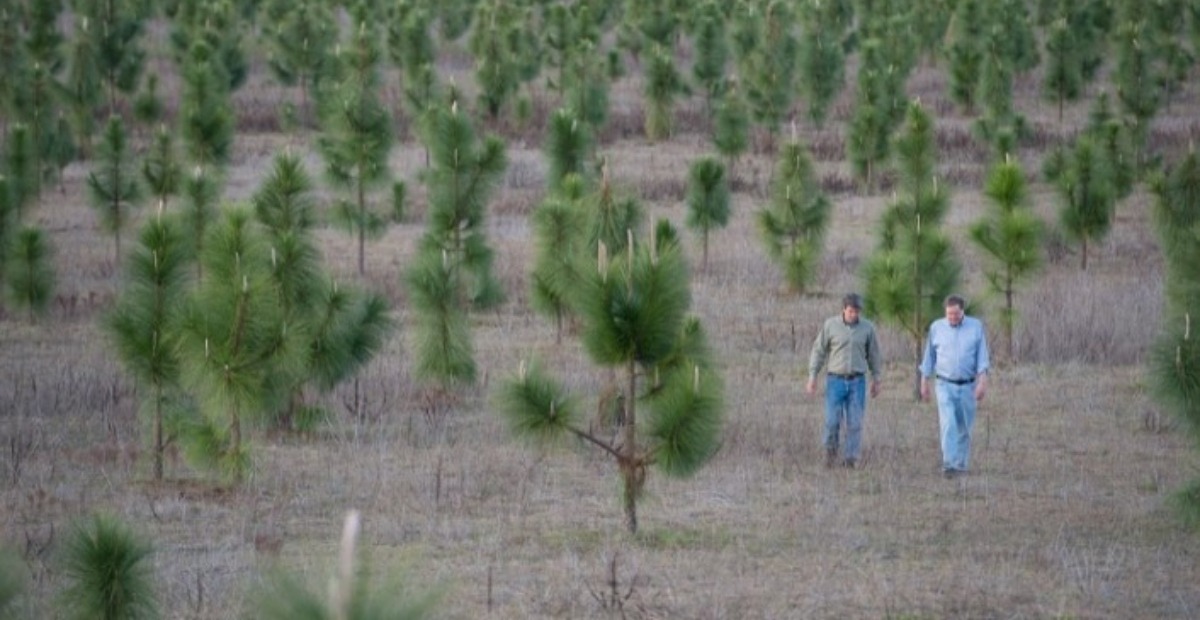 Hombre Planta 8 Millones de Árboles para Restaurar un Bosque Deforestado en la Década de 1930