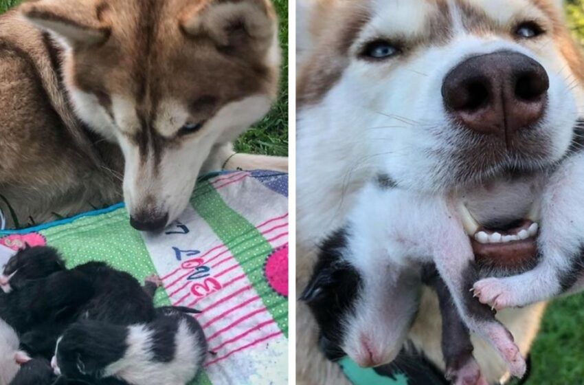  El Famoso Banner Husky: ¡Un Verdadero Héroe Con Un Corazón De Oro!