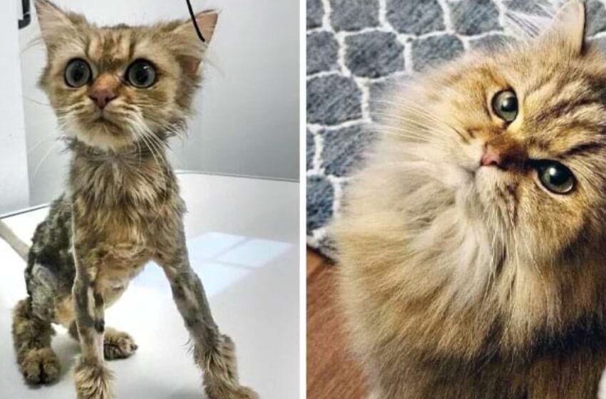  ¡7 gatos antes y después de ser rescatados, que tuvieron una segunda oportunidad en la vida!