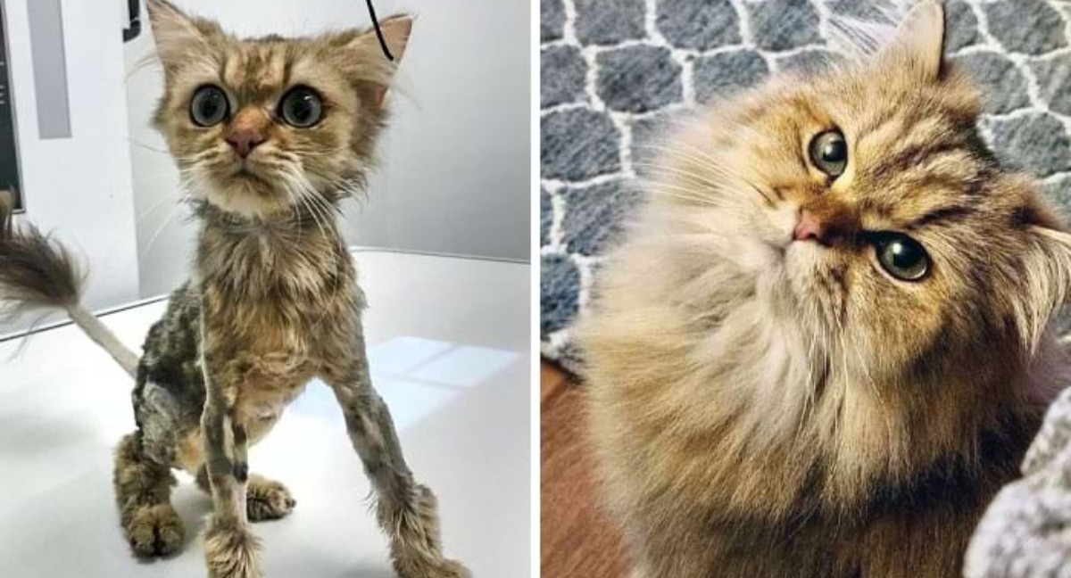 ¡7 gatos antes y después de ser rescatados, que tuvieron una segunda oportunidad en la vida!