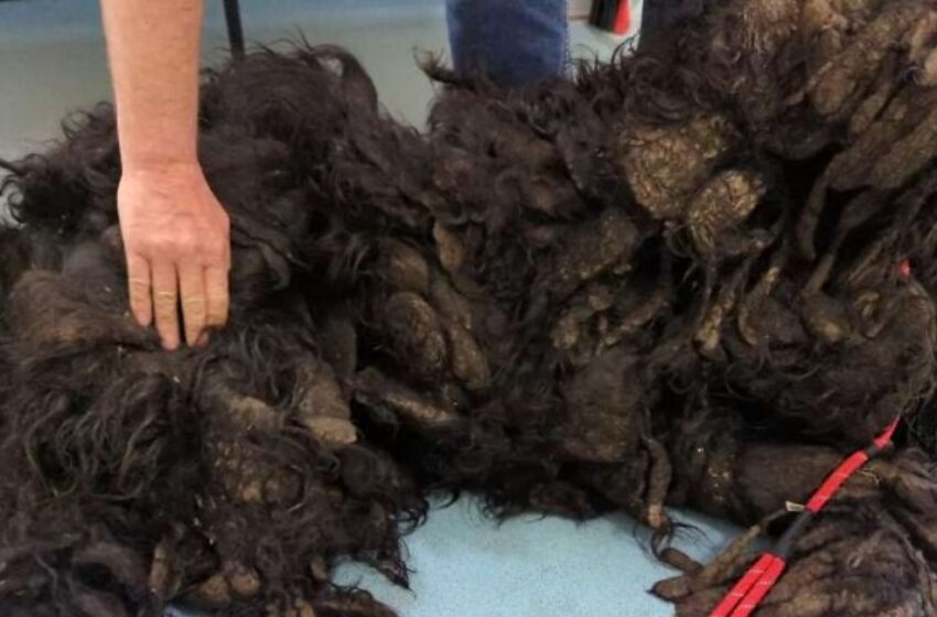  ¡Adiós al pelaje enredado! La increíble transformación de un perro tras eliminar 7,7 kg de pelo enmarañado.