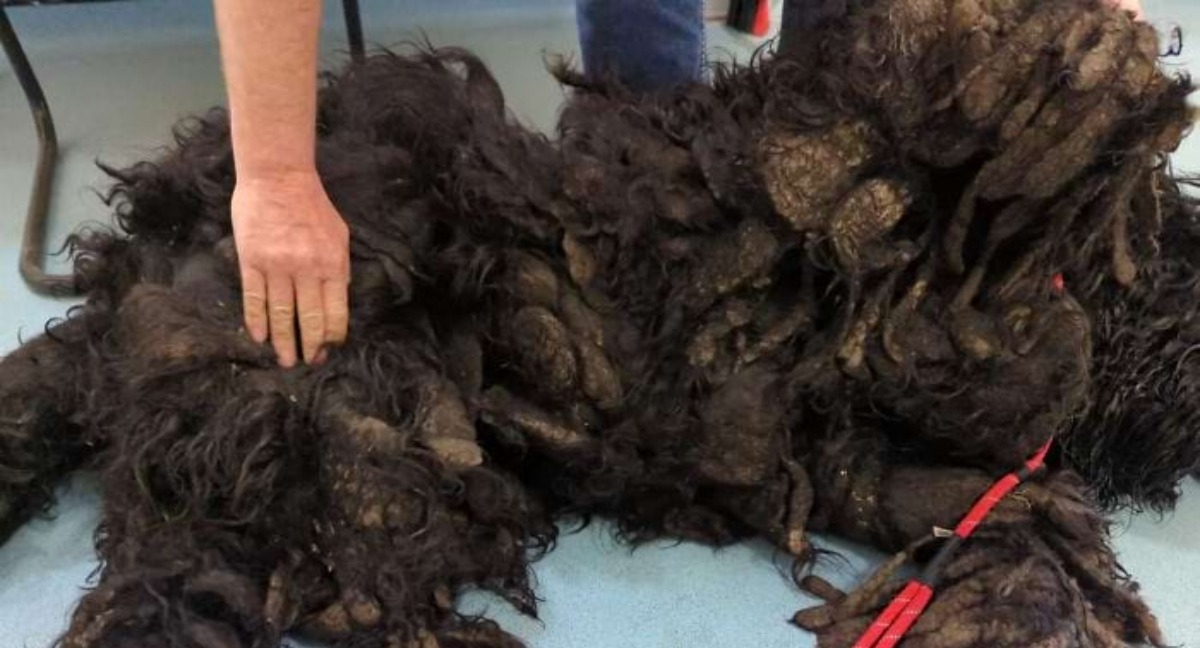 ¡Adiós al pelaje enredado! La increíble transformación de un perro tras eliminar 7,7 kg de pelo enmarañado.