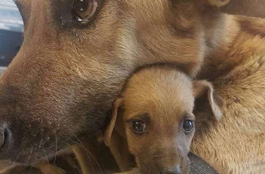  “Momentos Emotivos”: ¡Fotos Adorables de Animales con Sus Crías que Derretirán Cualquier Corazón!