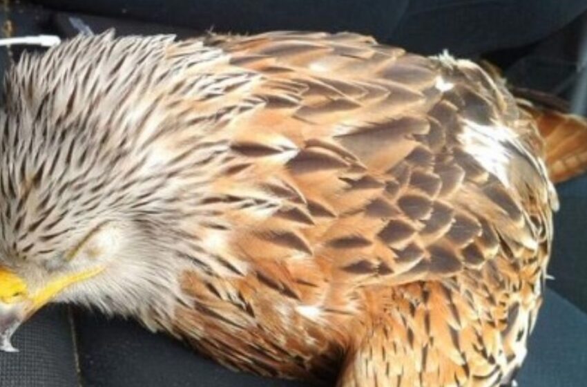  El hombre rescató a un pájaro herido colocándolo en su coche: ¡después se arrepintió!