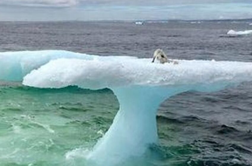  Los pescadores creyeron haber visto una foca sobre un iceberg, pero quedaron impactados cuando se acercaron y descubrieron lo que realmente era.