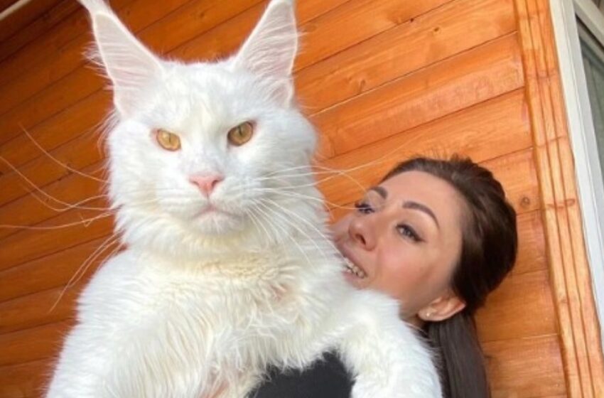  “Pesa 12 kg y sigue creciendo”: ¡Conoce a Kefir, el gatito Maine Coon más grande del mundo!