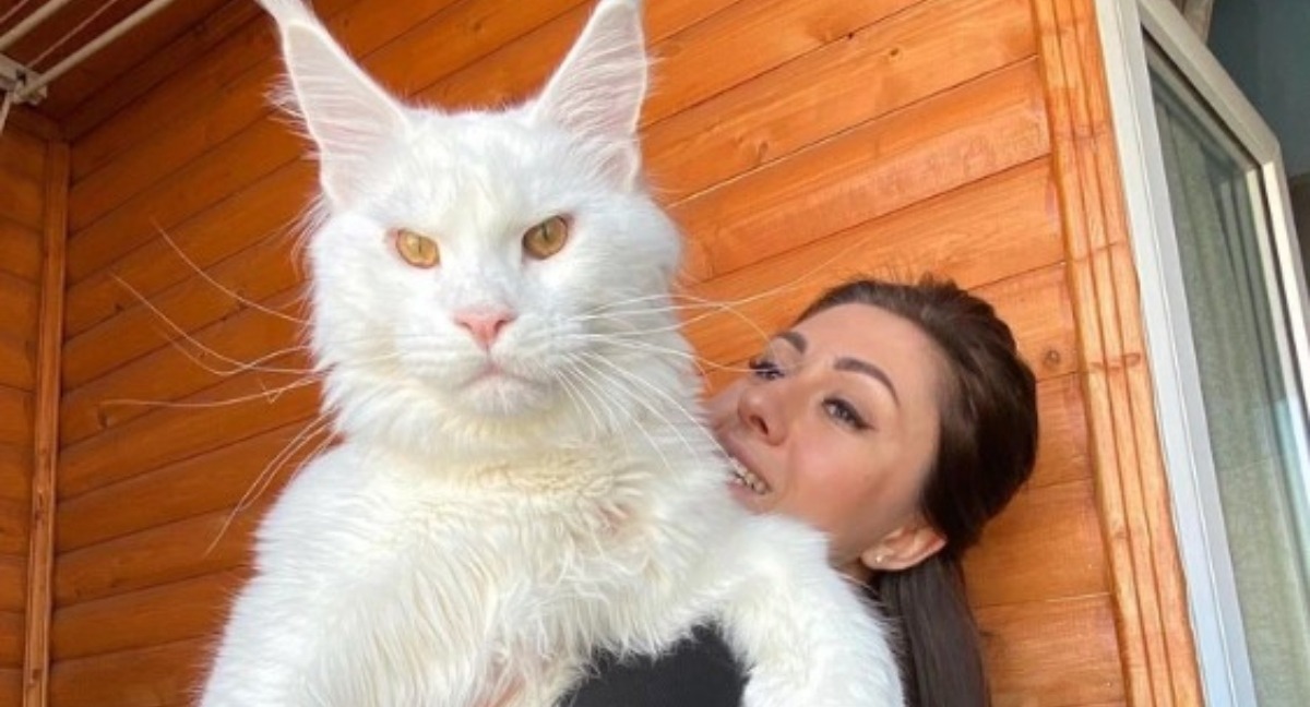 “Pesa 12 kg y sigue creciendo”: ¡Conoce a Kefir, el gatito Maine Coon más grande del mundo!