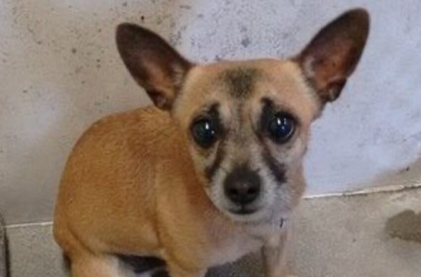  La desgarradora razón por la que este diminuto chihuahua fue dejado en un refugio: ¡Descubre qué pasó después!