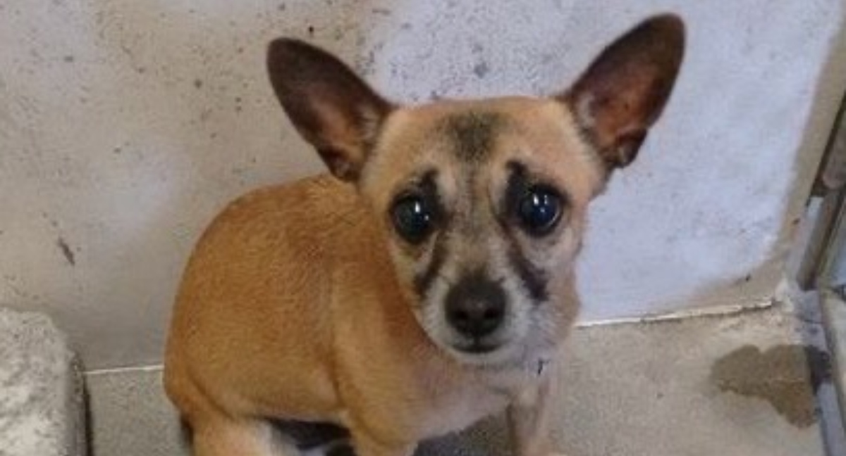 La desgarradora razón por la que este diminuto chihuahua fue dejado en un refugio: ¡Descubre qué pasó después!