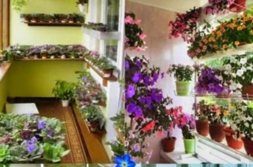 ¡Transforma tu balcón en un oasis lleno de flores con estas 5 ideas impresionantes!