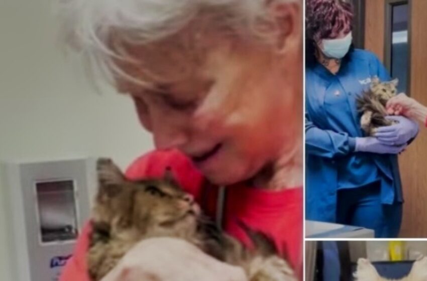  ¡Gata perdida que se creía muerta en los incendios forestales regresa con su dueña tras 2 meses!: ¡Mira cómo luce ahora!