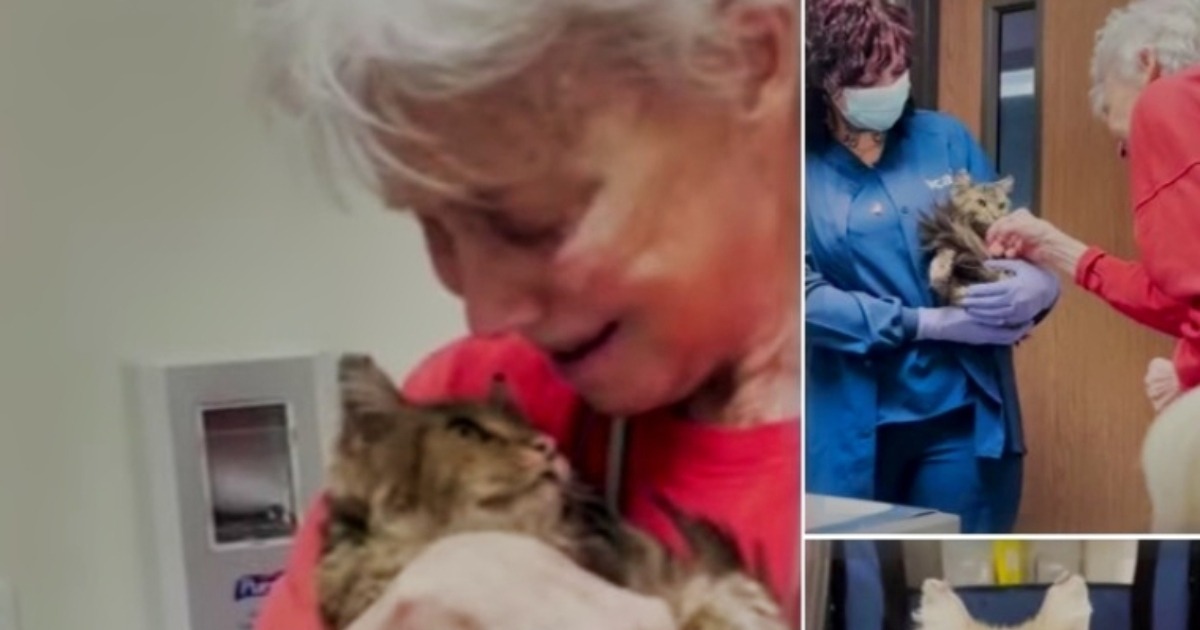 ¡Gata perdida que se creía muerta en los incendios forestales regresa con su dueña tras 2 meses!: ¡Mira cómo luce ahora!