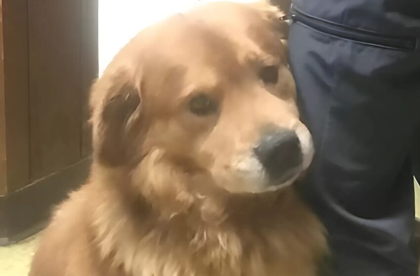 Un vínculo que no se rompía: un perro se aferró a la pierna de un hombre y transformó sus vidas para siempre.
