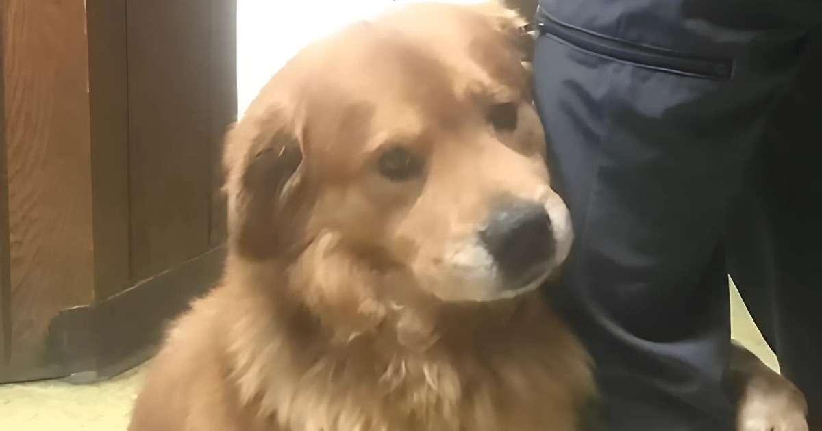 Un vínculo que no se rompía: un perro se aferró a la pierna de un hombre y transformó sus vidas para siempre.