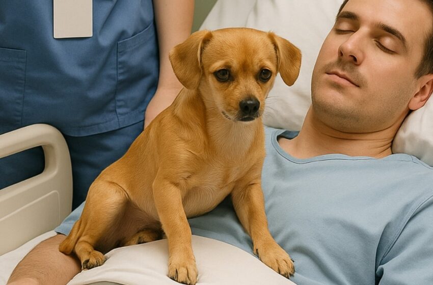 Los médicos decidieron desconectar al joven oficial de los equipos de soporte vital. Su perro, despidiéndose de él, realizó un milagro difícil de creer.