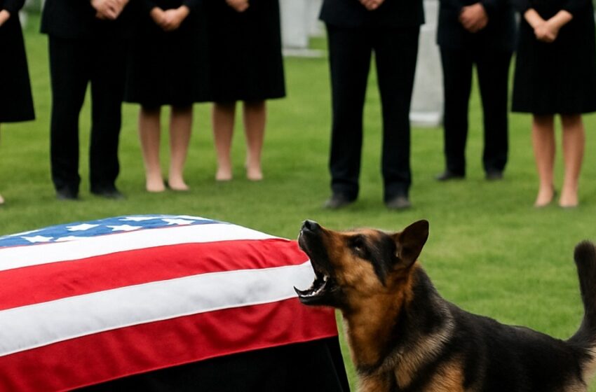  Durante el funeral, el perro comenzó a ladrar fuertemente. Pero lo que los presentes descubrieron los dejó a todos en shock.