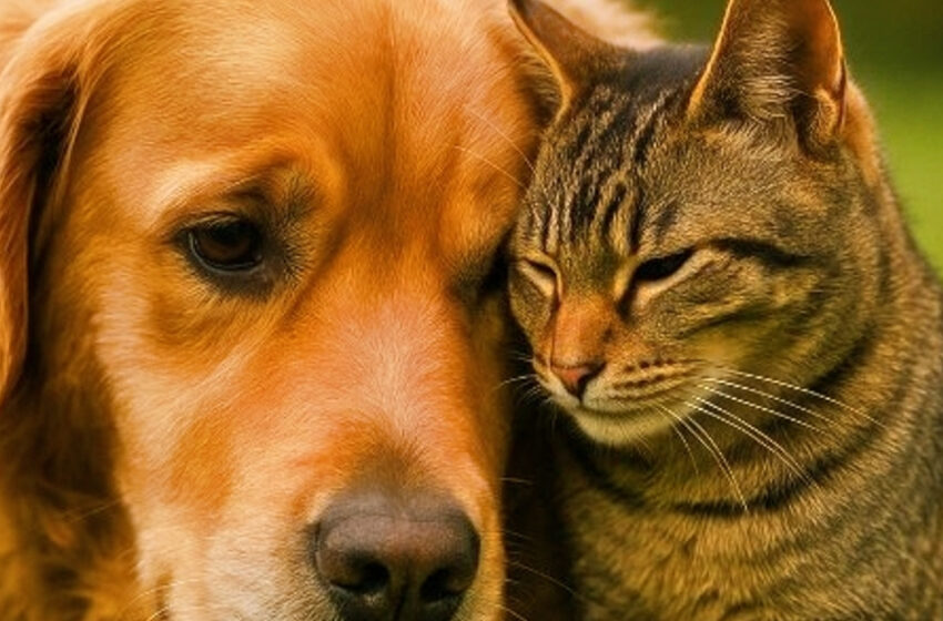  Vagabundo de corazón de oro: la historia de un gato que buscaba un dueño… y terminó encontrando una familia entera. Un relato que hizo llorar a millones.